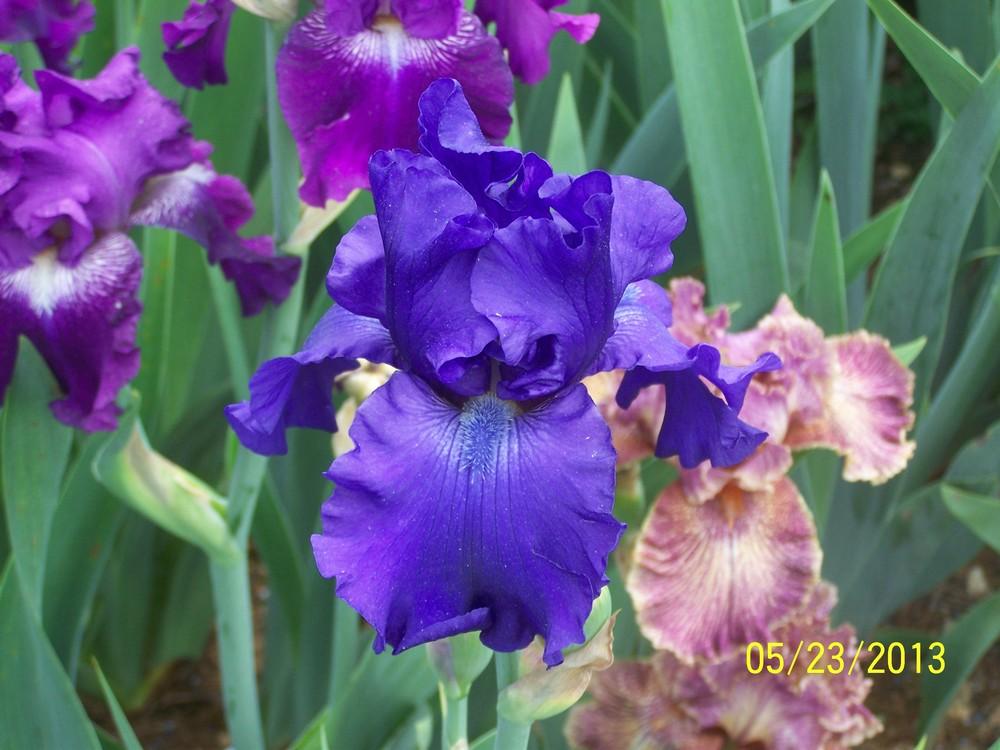 Photo of Tall Bearded Iris (Iris 'Raven's Quote') uploaded by Misawa77