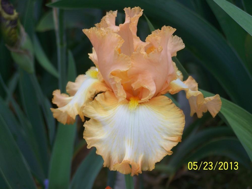 Photo of Tall Bearded Iris (Iris 'Barbara My Love') uploaded by Misawa77