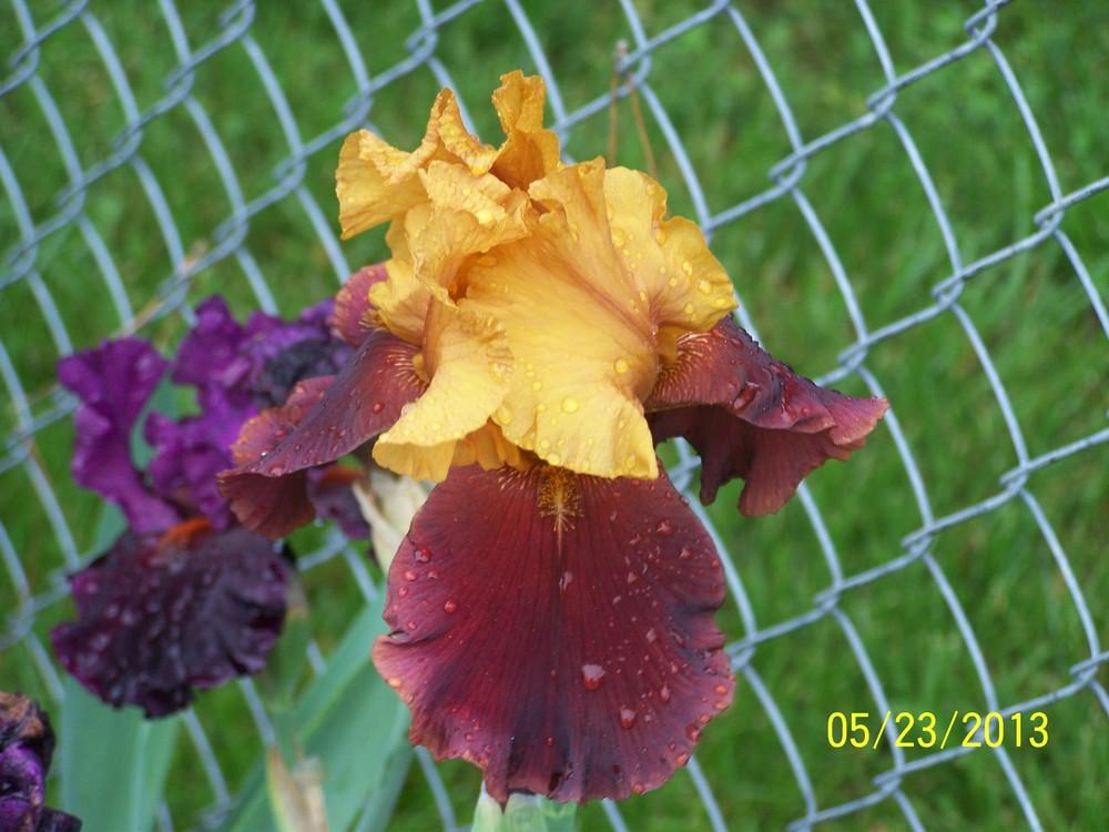 Photo of Tall Bearded Iris (Iris 'Supreme Sultan') uploaded by Misawa77
