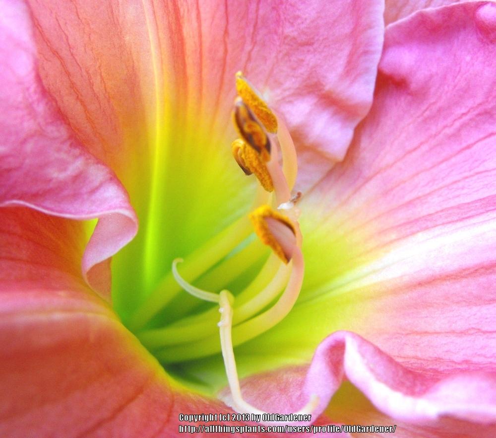 Photo of Daylily (Hemerocallis 'Woodside Romance') uploaded by OldGardener