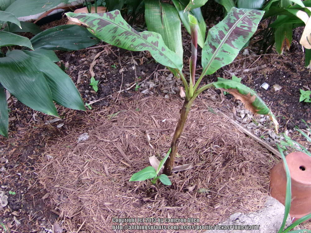 Photo of Red Banana Tree (Musa sumatrana 'Rojo') uploaded by TexasPlumeria87
