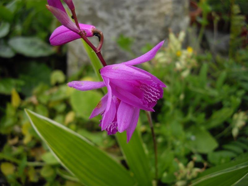 Photo of Chinese Ground Orchid (Bletilla striata) uploaded by robertduval14