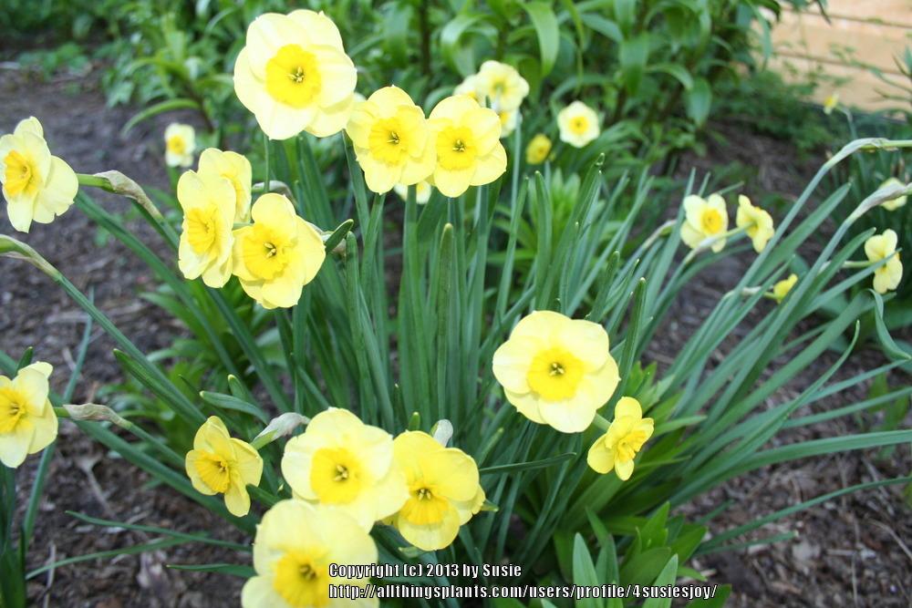 Photo of Jonquilla Daffodil (Narcissus 'Sun Disc') uploaded by 4susiesjoy