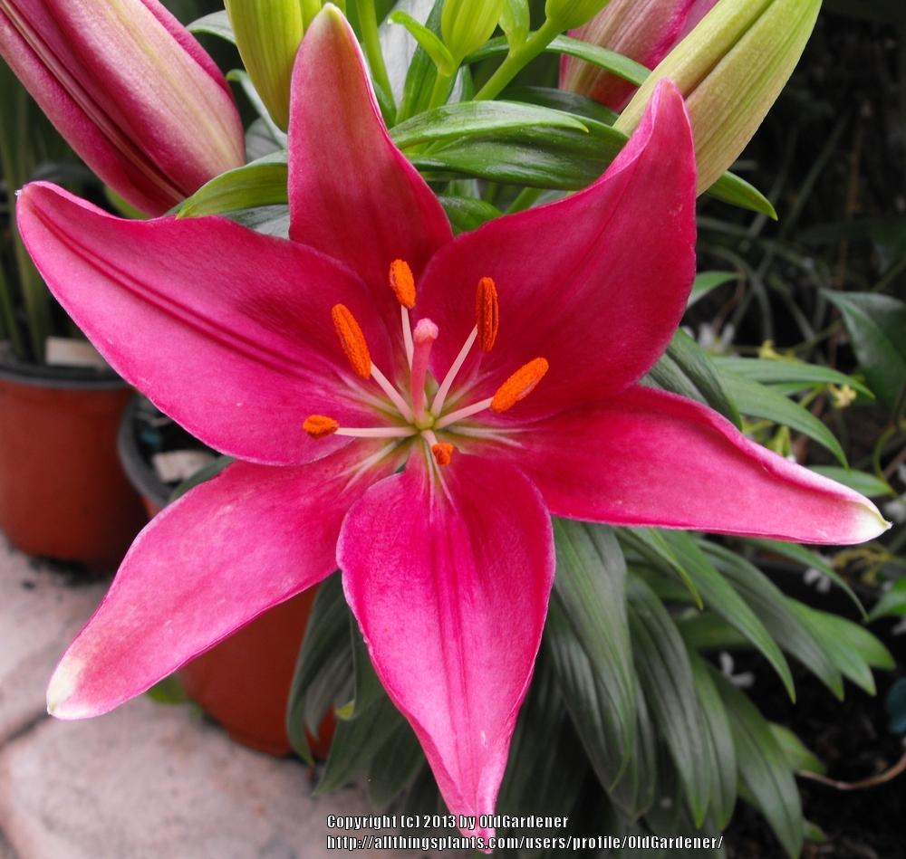Photo of Dwarf Asiatic Lily (Lilium Lily Looks™ Tiny Pearl) uploaded by OldGardener