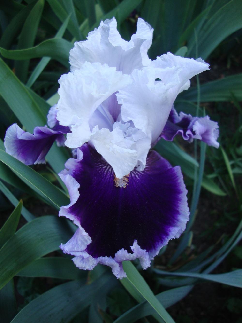 Photo of Tall Bearded Iris (Iris 'Bravery') uploaded by Paul2032