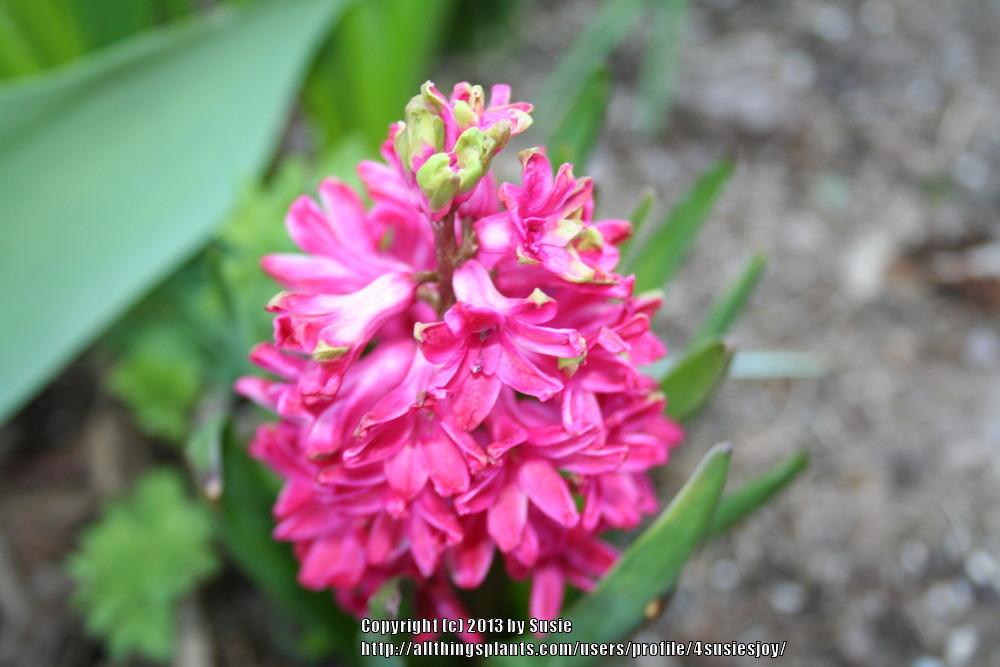 Photo of Dutch Hyacinth (Hyacinthus orientalis 'Jan Bos') uploaded by 4susiesjoy