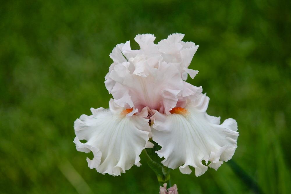 Photo of Tall Bearded Iris (Iris 'Head Over Heels') uploaded by ARUBA1334
