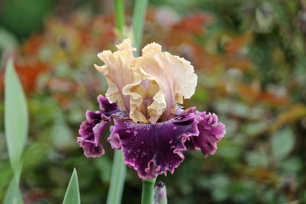 Photo of Tall Bearded Iris (Iris 'Shared Secrets') uploaded by ARUBA1334