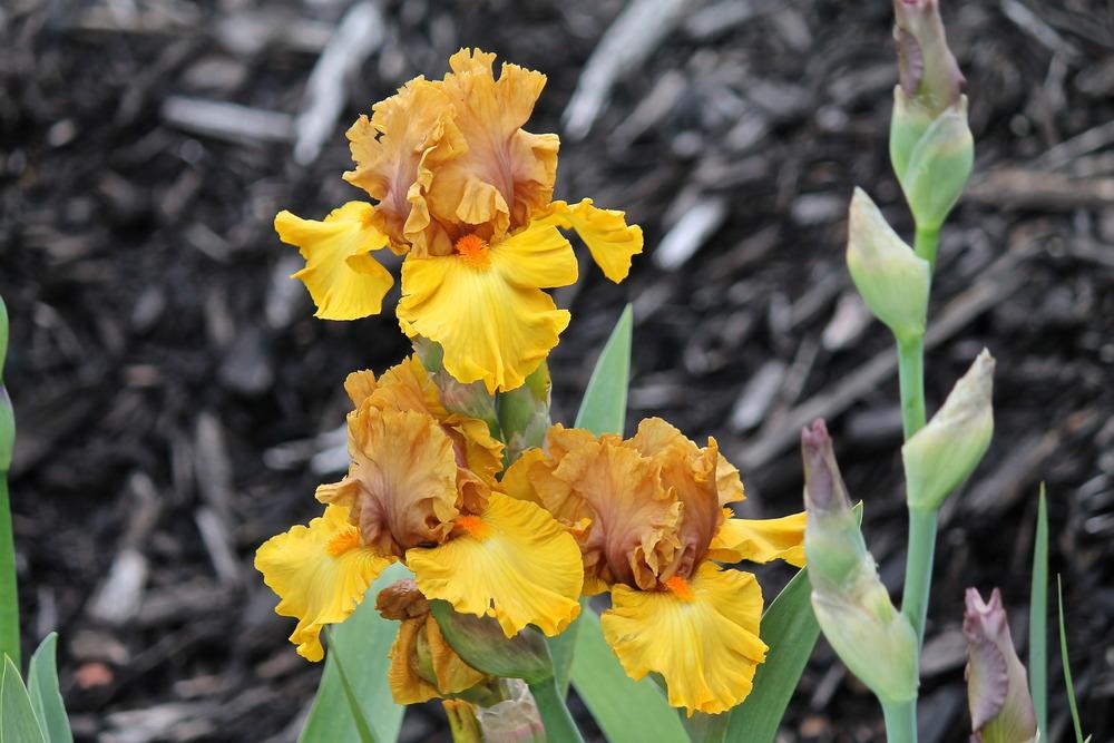 Photo of Tall Bearded Iris (Iris 'Cinnamon Bells') uploaded by ARUBA1334