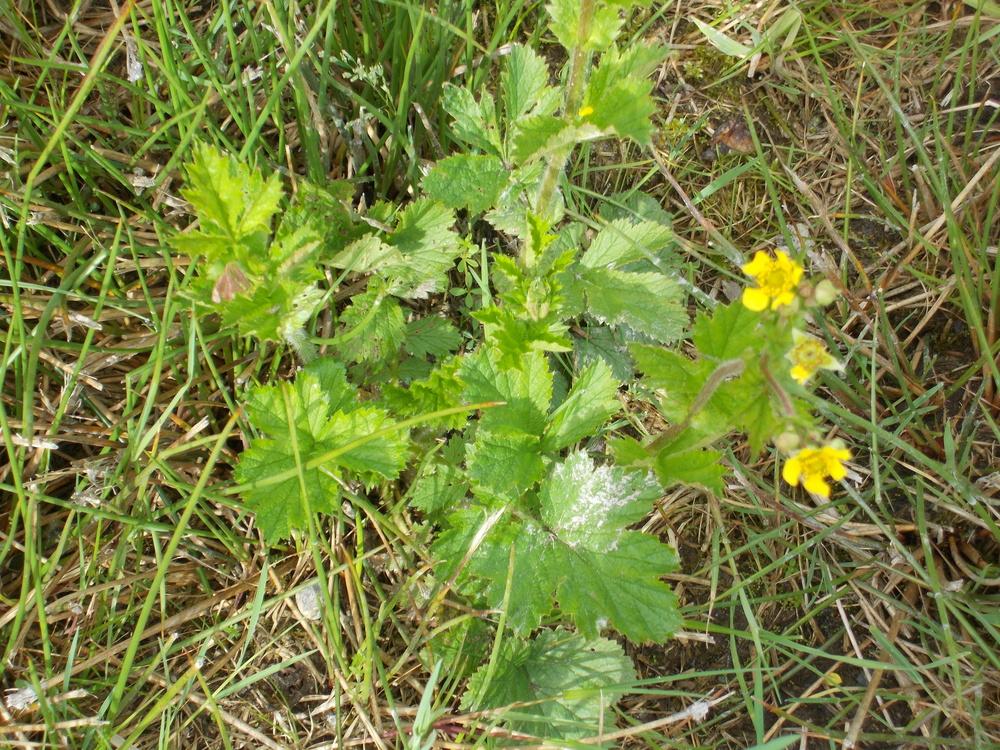Photo of Western Buttercup (Ranunculus occidentalis) uploaded by Bonehead