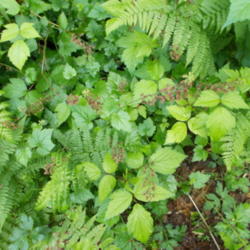 Location: Cedarhome, Washington
Date: 2013-05-23
Blooming in the wild, shown with mixed native groundcover