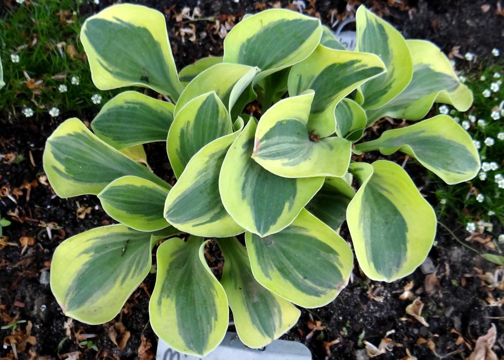 Photo of Hosta 'Mighty Mouse' uploaded by Tepelus