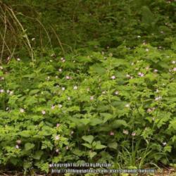 Location: Growing in a forest on the skirts of the dunes, De Panne, Belgium
Date: 2013-05-25