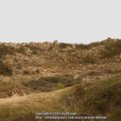 Location: In the dunes, De Panne, Belgian coast
Date: 2013-05-25