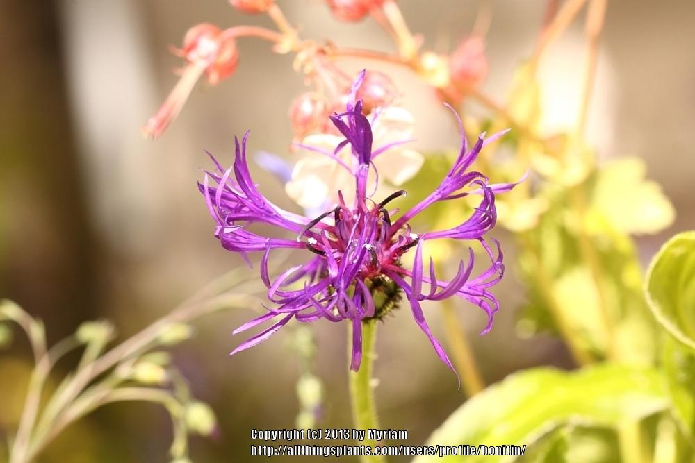Photo of Mountain Cornflower (Centaurea montana) uploaded by bonitin