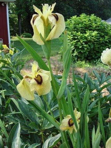 Photo of Species X Iris (Iris 'Ryugan') uploaded by eclayne