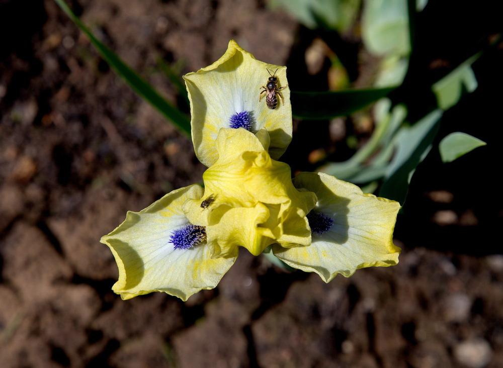 Photo of Standard Dwarf Bearded Iris (Iris 'Experiment') uploaded by eko123