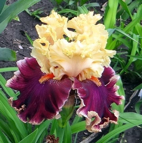 Photo of Tall Bearded Iris (Iris 'Decadence') uploaded by stilldew