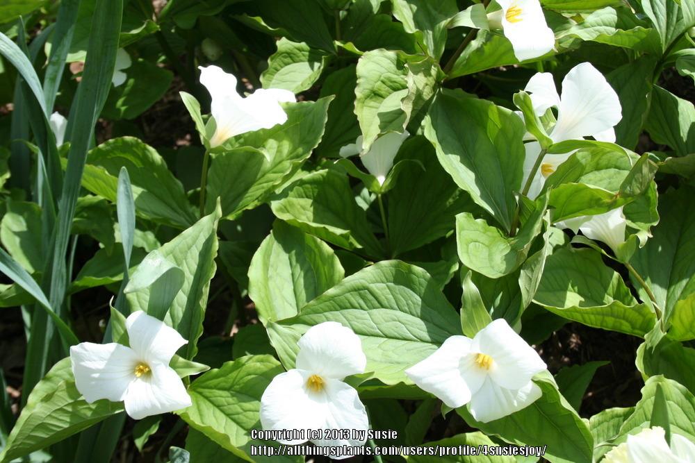 Photo of Great White Trillium (Trillium grandiflorum) uploaded by 4susiesjoy
