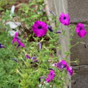 Violet-flowered Petunia