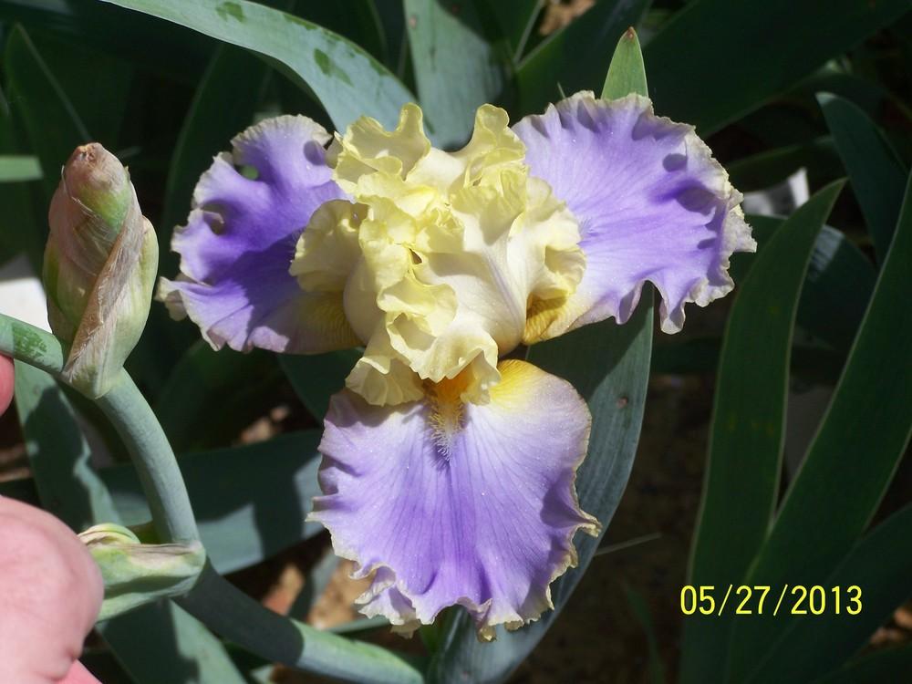Photo of Tall Bearded Iris (Iris 'Bollywood') uploaded by Misawa77