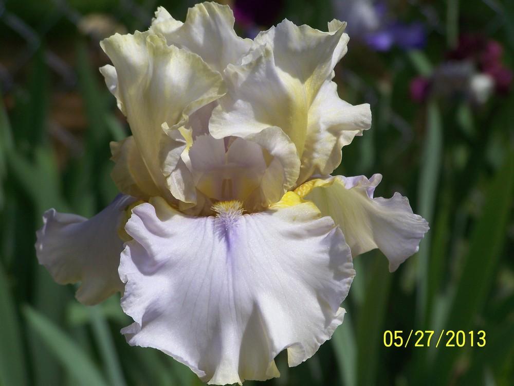 Photo of Tall Bearded Iris (Iris 'Calculated Grace') uploaded by Misawa77