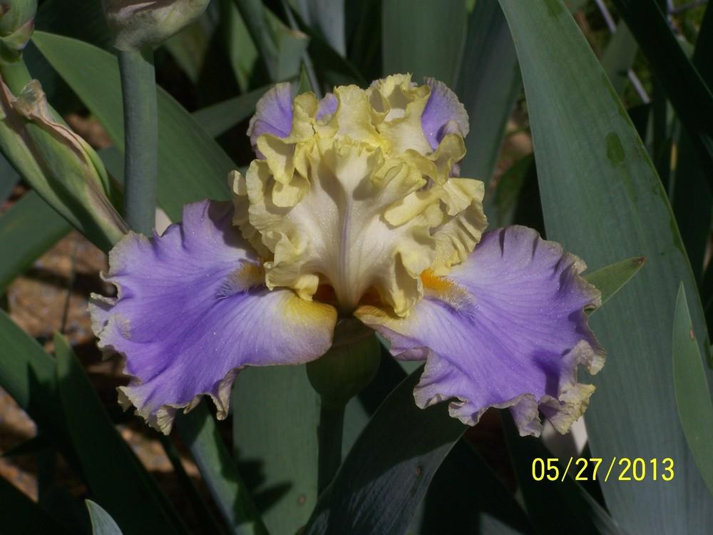 Photo of Tall Bearded Iris (Iris 'Bollywood') uploaded by Misawa77
