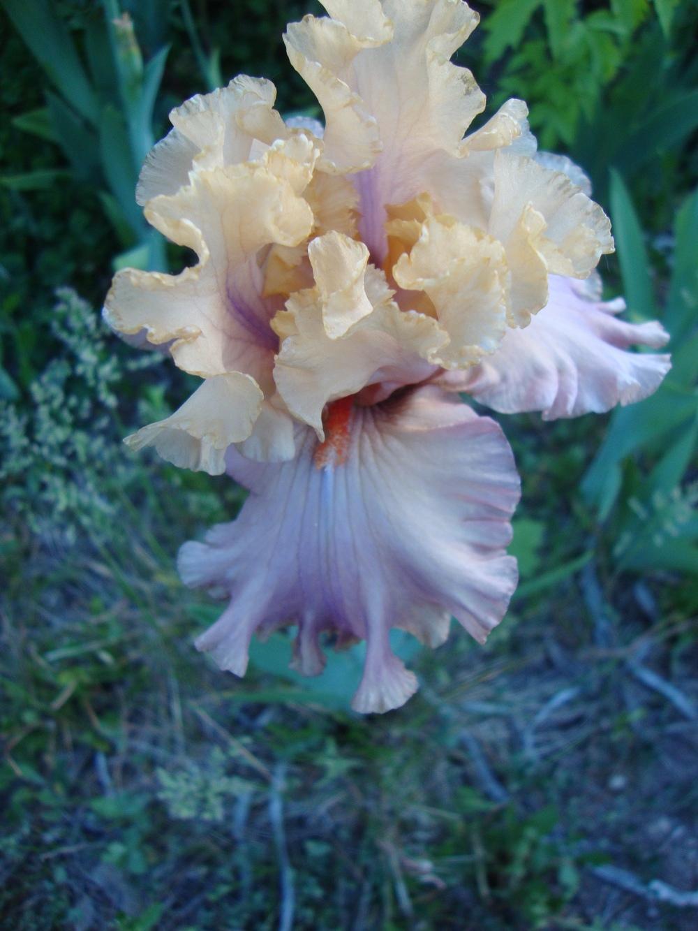 Photo of Tall Bearded Iris (Iris 'Looking Beautiful') uploaded by Paul2032