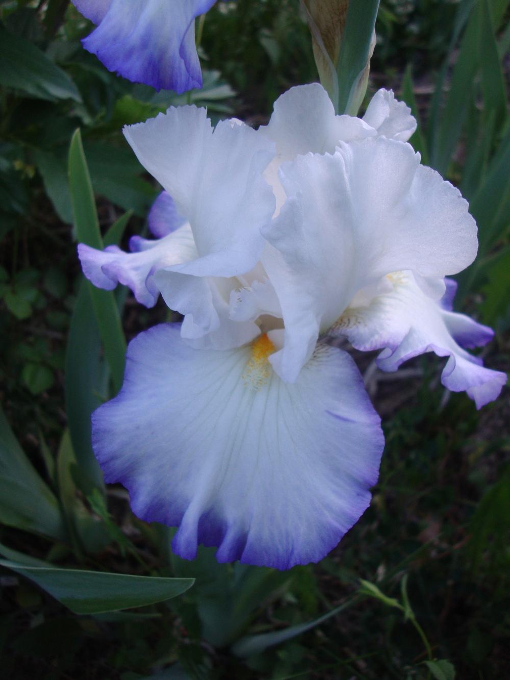 Photo of Tall Bearded Iris (Iris 'Queen's Circle') uploaded by Paul2032