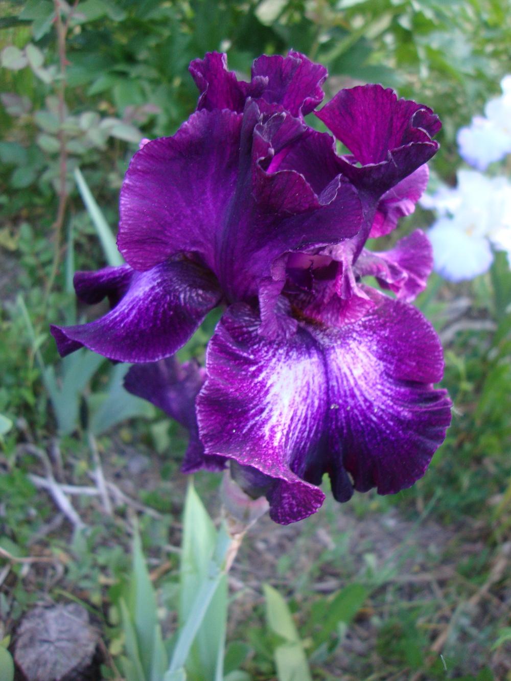 Photo of Tall Bearded Iris (Iris 'Bubble Bubble') uploaded by Paul2032