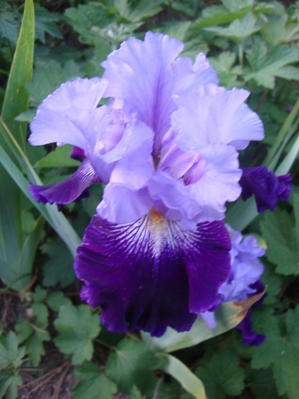 Photo of Tall Bearded Iris (Iris 'Slovak Prince') uploaded by Paul2032
