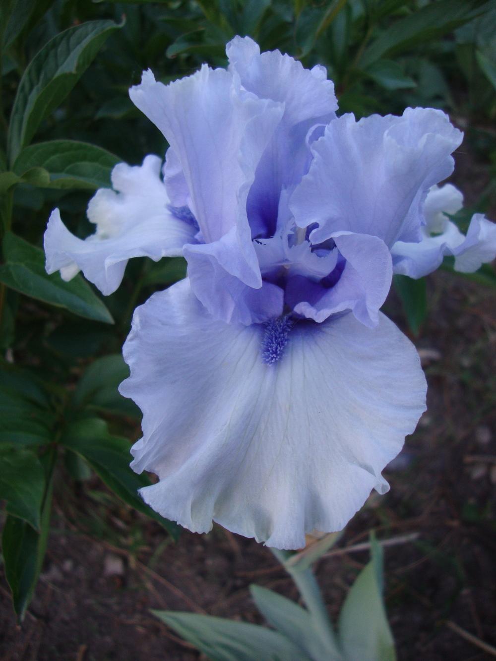 Photo of Tall Bearded Iris (Iris 'Blue Trill') uploaded by Paul2032