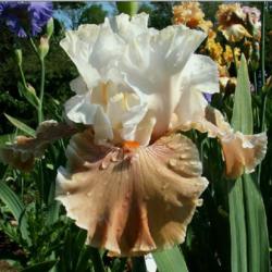 Location: Indiana
Date: May
Coffee Whispers tall bearded iris