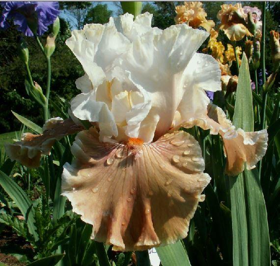 Photo of Tall Bearded Iris (Iris 'Coffee Whispers') uploaded by diggit