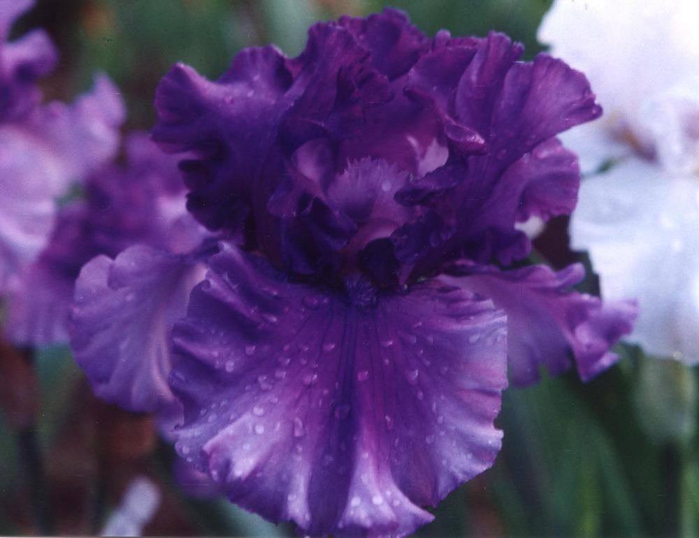 Photo of Tall Bearded Iris (Iris 'Dark Hollow') uploaded by diggit