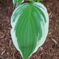Location: Mason, New Hampshire
Date: May 27, 2013
Nice NOID hosta I received as a gift.