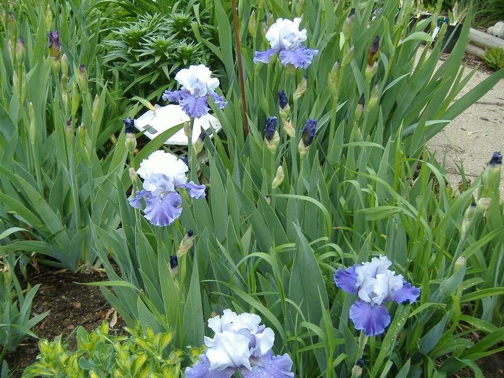 Photo of Tall Bearded Iris (Iris 'Mariposa Skies') uploaded by tveguy3