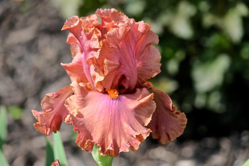 Photo of Tall Bearded Iris (Iris 'Copper Clouds') uploaded by ARUBA1334
