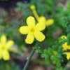 Bloom - about 3/8\" across, a bright, cheerful yellow
