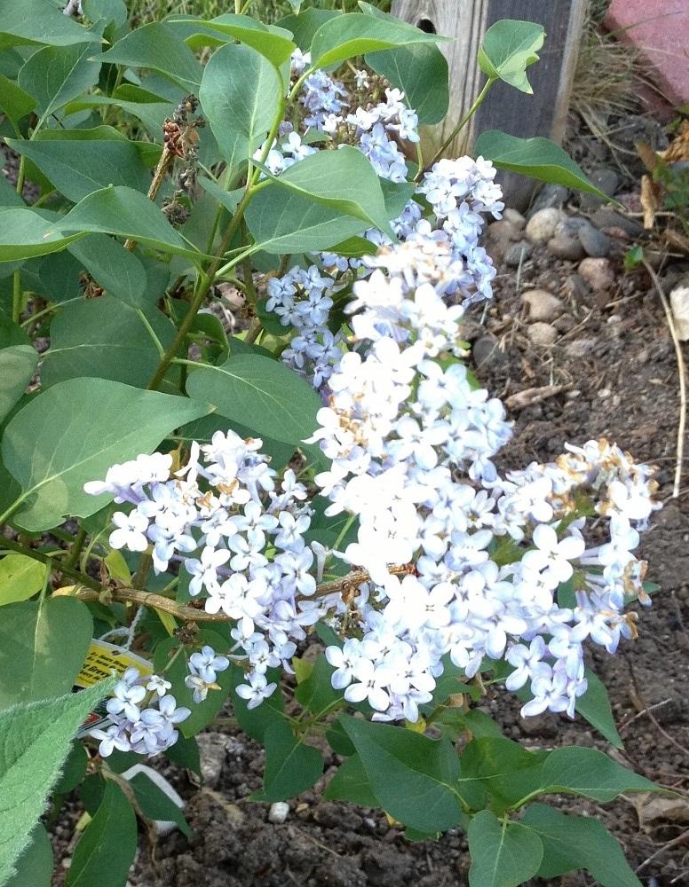 Photo of Common Lilac (Syringa vulgaris 'President Grevy') uploaded by Skiekitty