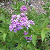Lilacs bloom only on \"old\" wood.  This plant has been in the gr