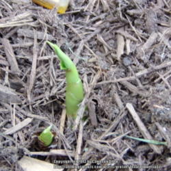 Location: Plano, TX
Date: 2013-05-27
Newly emerging plants