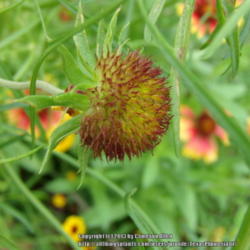 Location: Plano, TX
Date: 2013-05-28
Developing seed head