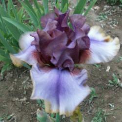 Location: Indiana
Date: May 2013
American Maid tall bearded iris