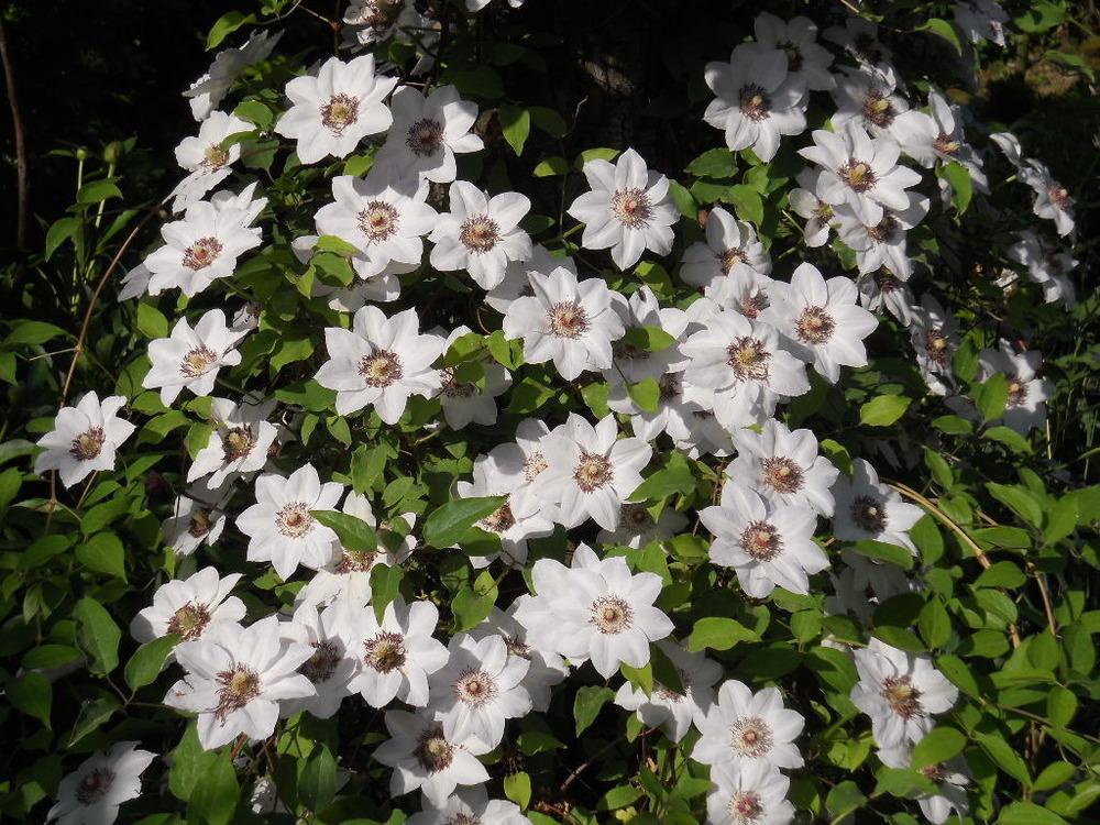 Photo of Clematis 'Miss Bateman' uploaded by fixpix