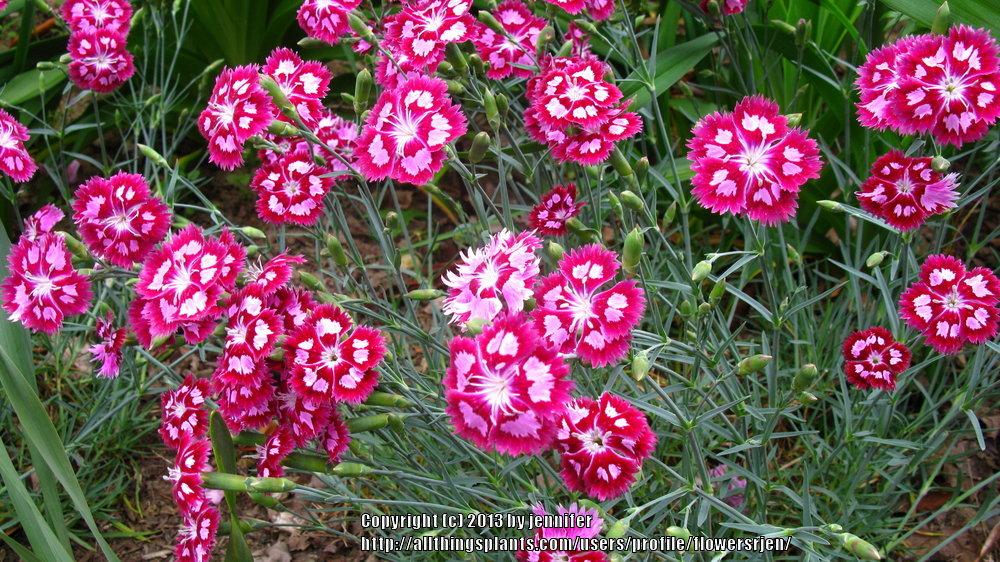 Photo of Dwarf Pinks (Dianthus Star™ Starburst) uploaded by flowersrjen