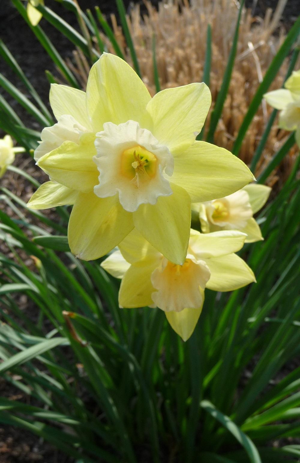 Photo of Jonquilla Narcissus (Narcissus 'Blushing Lady') uploaded by gardengus