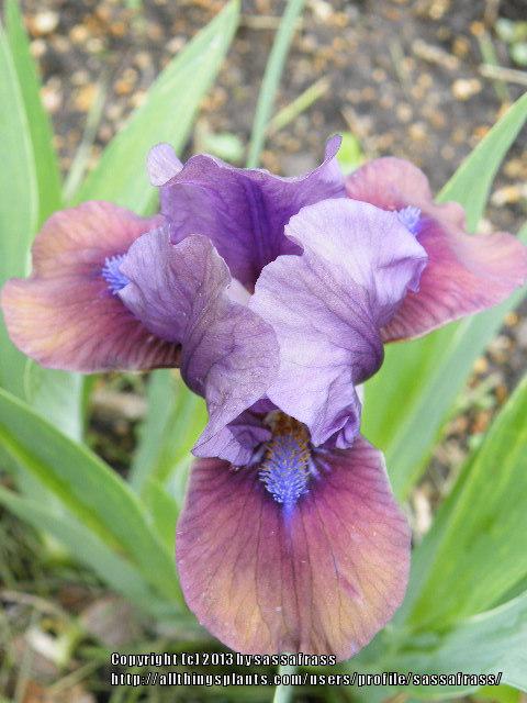 Photo of Standard Dwarf Bearded Iris (Iris 'Gizmo the Gremlin') uploaded by sassafrass