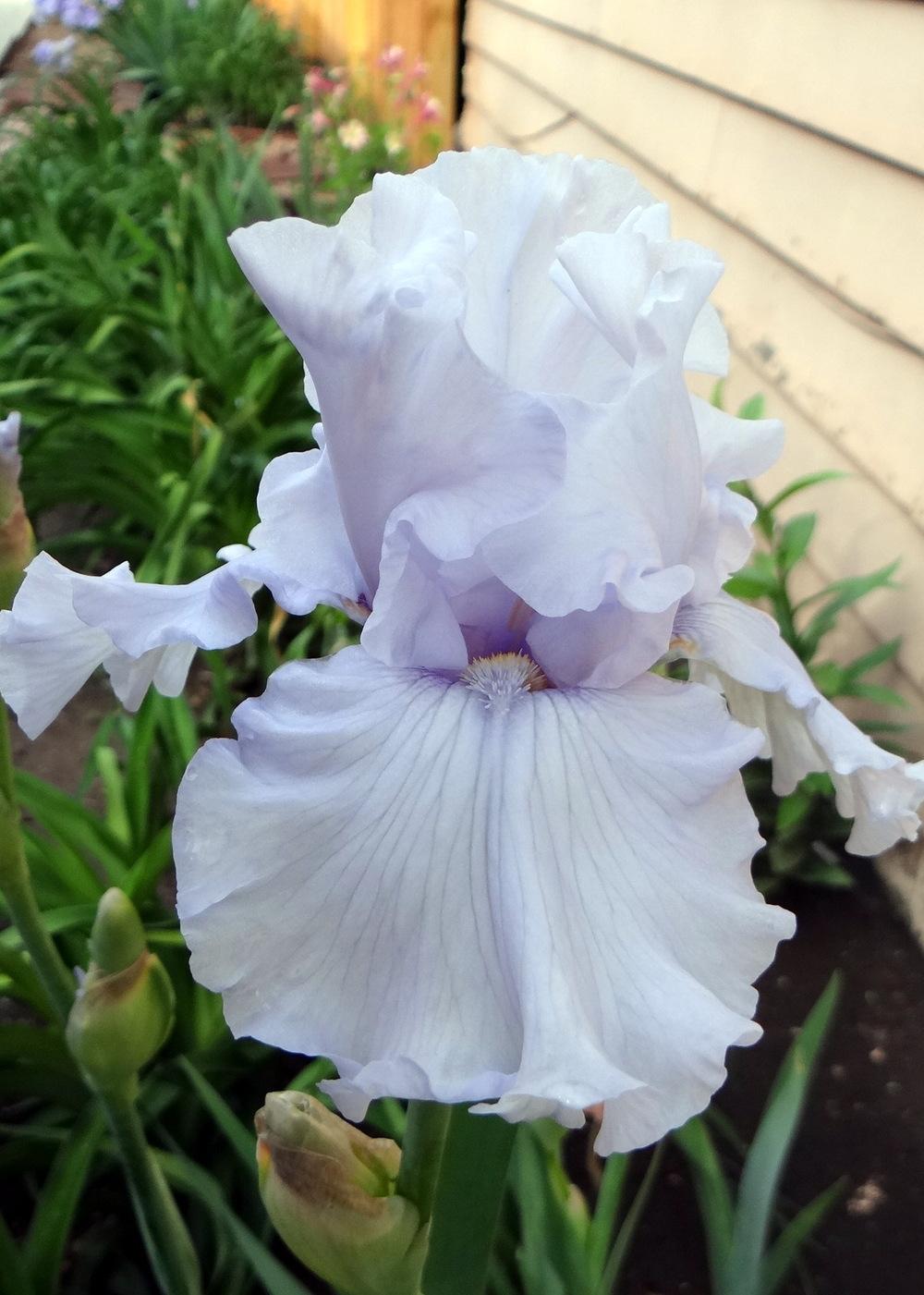 Photo of Tall Bearded Iris (Iris 'Silverado') uploaded by stilldew