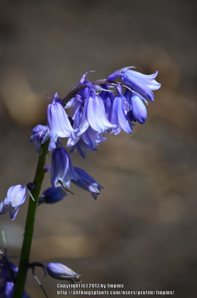 Photo of English Bluebell (Hyacinthoides non-scripta) uploaded by tinpins
